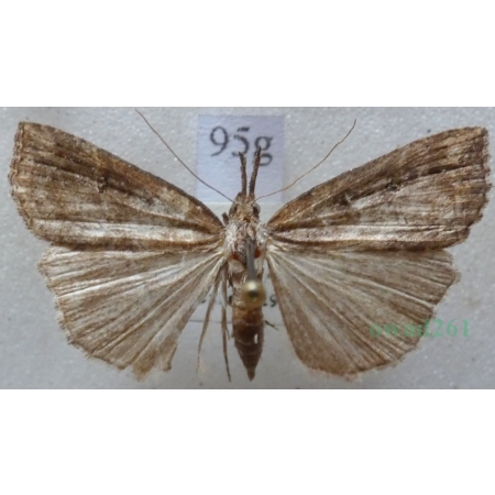 Hypena rostralis (Linnaeus, 1758) Rozszczepka nosatka Slovakia95g